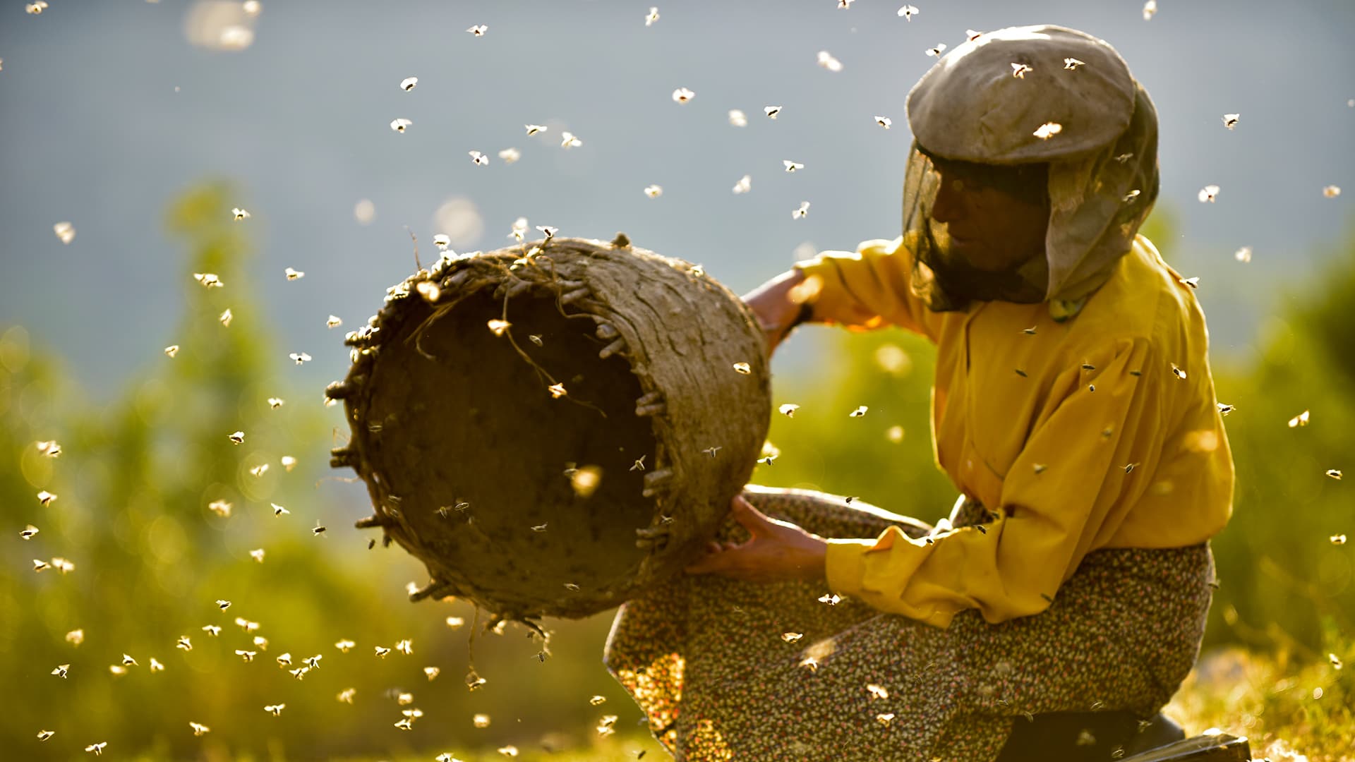 Poster Honeyland